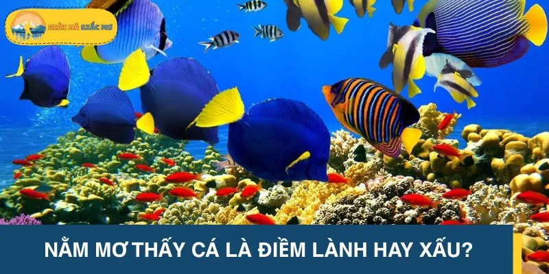 Giấc mơ thấy cá gửi gắm nhiều thông điệp ý nghĩa