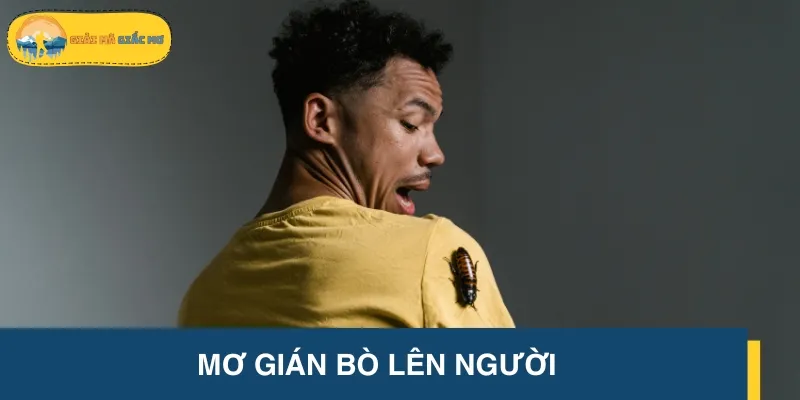 Mơ thấy gián bò lên người là dấu hiệu của tin vui sắp tới