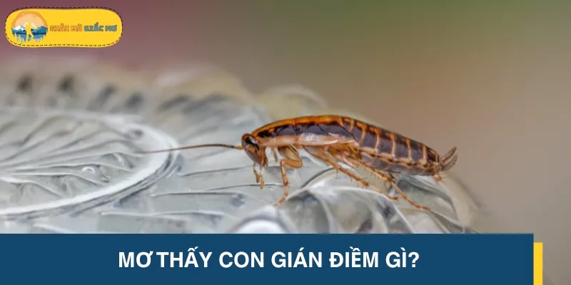 Mơ thấy con gián mang nhiều ý nghĩa và điềm báo bí ẩn