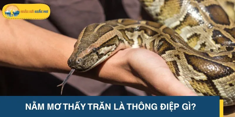 Mơ thấy trăn mang đến nhiều thông điệp về cuộc sống hiện tại